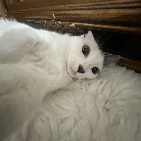 Meet your Posher, Oof - Picture 1 of 1